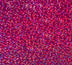 Siser Media Fuchsia Siser Holographic 12" Vinyl | 50yd