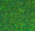 Siser Media Green Siser Holographic 12" Vinyl | 50yd