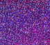 Siser Media Purple Siser Holographic 12" Vinyl | 5yd